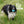 West Paw Boundr - Large