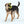 West Paw Bumi