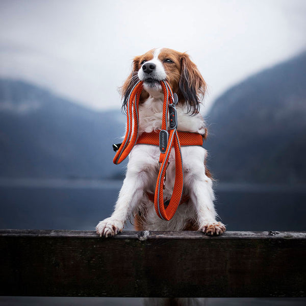Coralpina Cinquetorri Leash