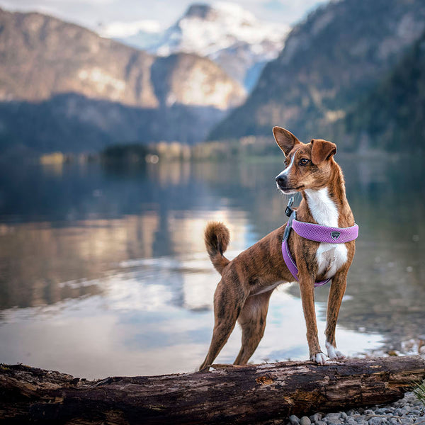 Coralpina Cinquetorri Reflective Harness