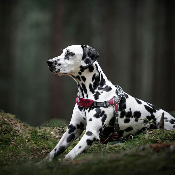Coralpina Fiames Reflective Harness