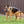 KONG Ball with Rope - Extreme - Give Paws