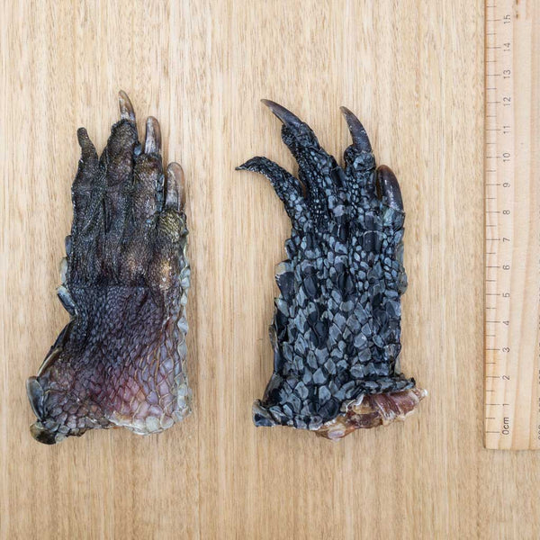 Crocodile Feet - Give Paws