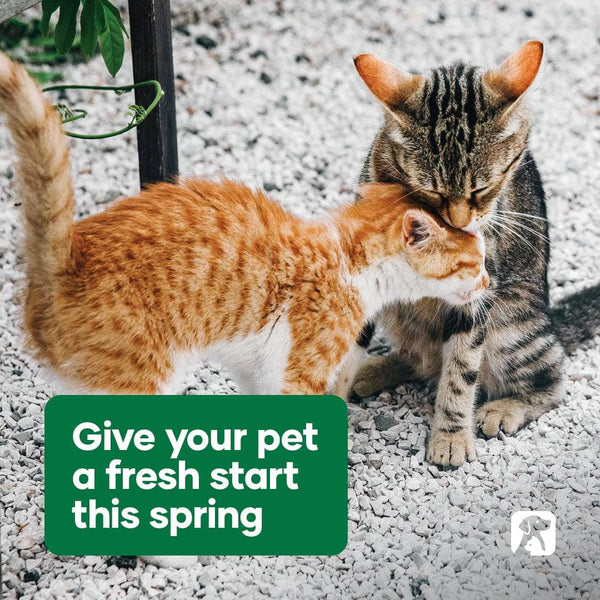 Natural Animal Solution High Potency Vitamin C - Give Paws