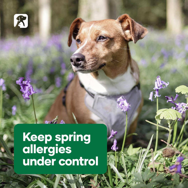 Natural Animal Solution High Potency Vitamin C - Give Paws