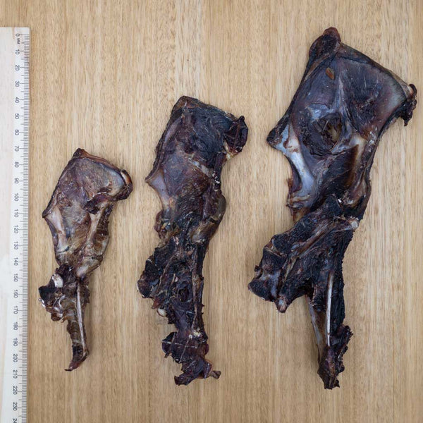 Wallaby Pelvis - Split