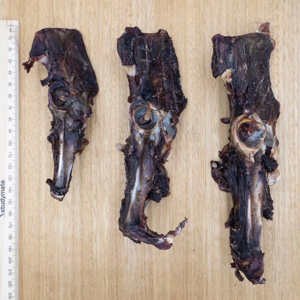Wallaby Pelvis - Split