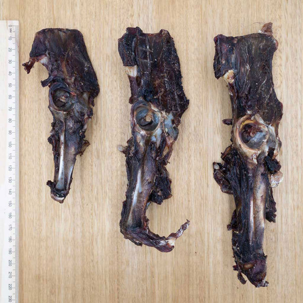 Wallaby Pelvis - Split