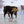 KONG Comfort Pups Goldie - Give Paws