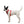 Ruffwear Front Range Flex Harness - Give Paws