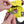 Ruffwear Hi & Light Dog Harness - Give Paws