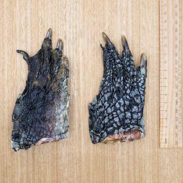 Crocodile Feet - Give Paws