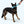 West Paw Zwig