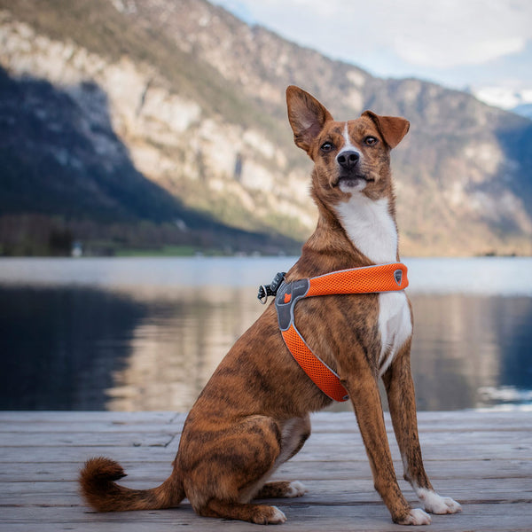 Coralpina Cinquetorri Reflective Harness