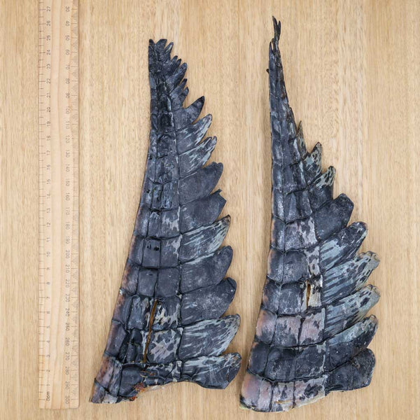 Crocodile Tail Tips - Give Paws