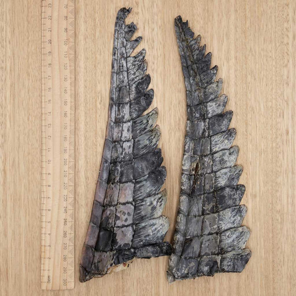 Crocodile Tail Tips - Give Paws