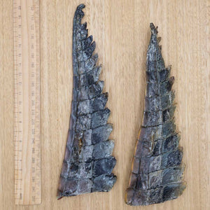 Crocodile Tail Tips - Give Paws