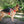 Coralpina Fiames Reflective Harness