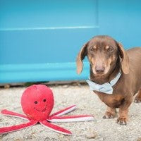 Sustainapaws Octopus 100% Recycled Plastic Double Layered Plush Dog Toy - Give Paws