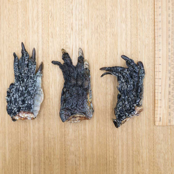 Crocodile Feet - Give Paws
