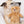 Mr Honey Bear - Medium