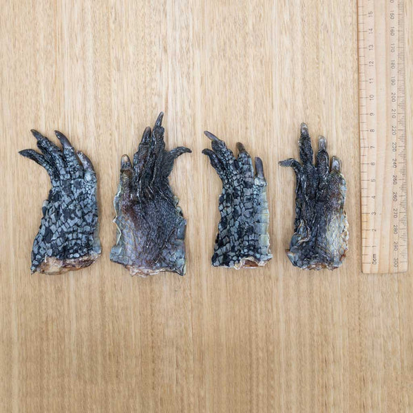 Crocodile Feet - Give Paws