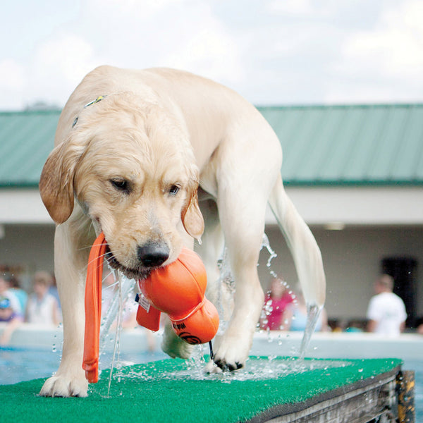 KONG Wet Wubba - to finish options - Give Paws