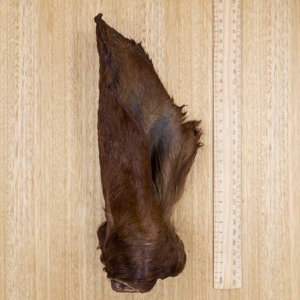Cow Ears - Give Paws