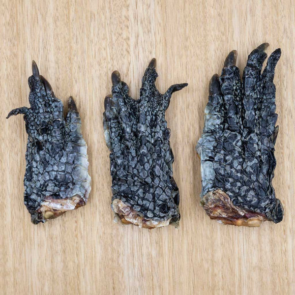 Crocodile Feet - Give Paws