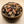 Greenshell Mussles - Give Paws