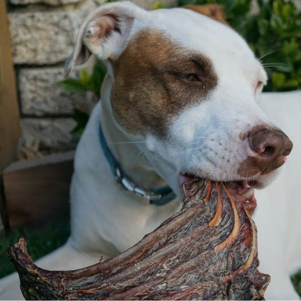 Kangaroo Ribs - Regular - Give Paws