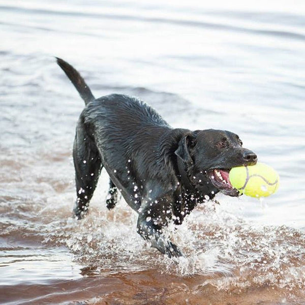 KONG AirDog Dumbbell - Give Paws