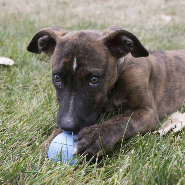 KONG Ball with Hole - Puppy - Give Paws