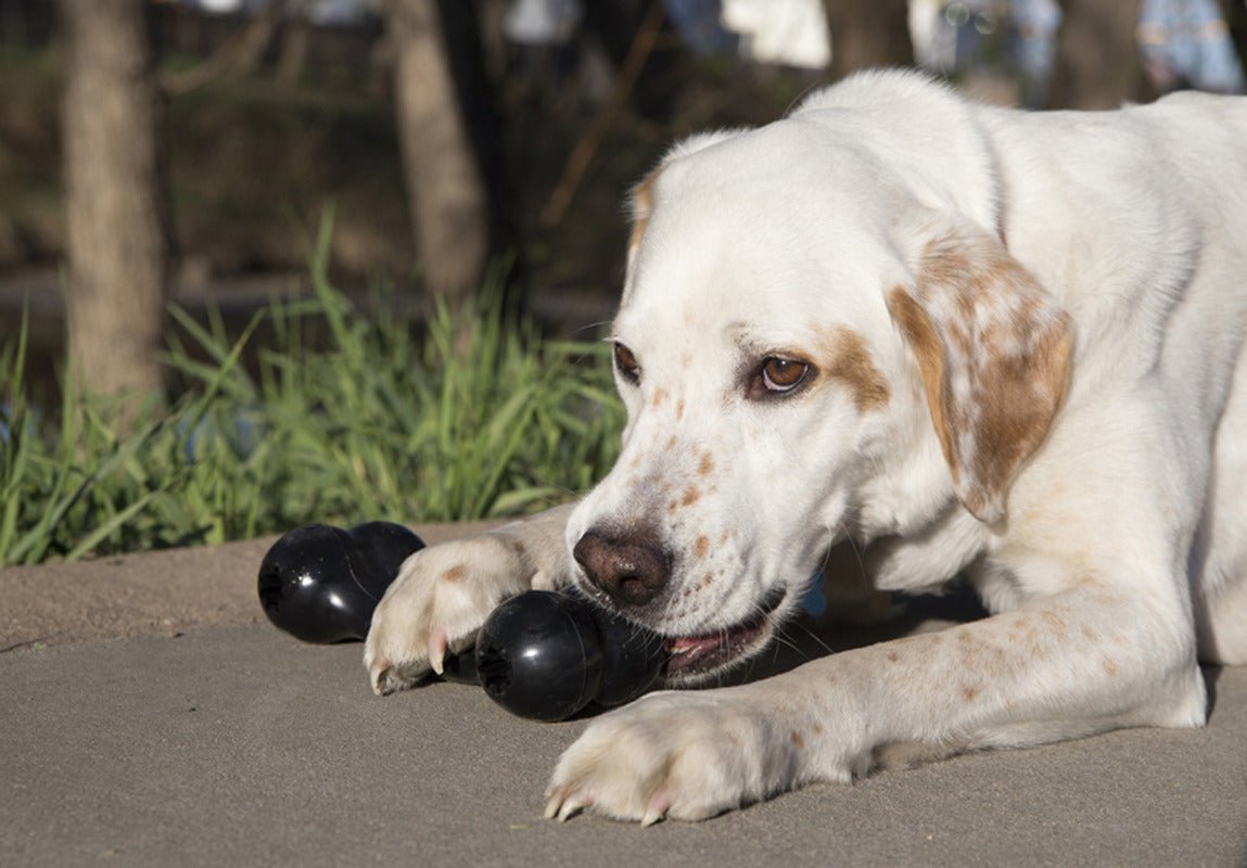KONG Extreme Goodie Bone Give Paws