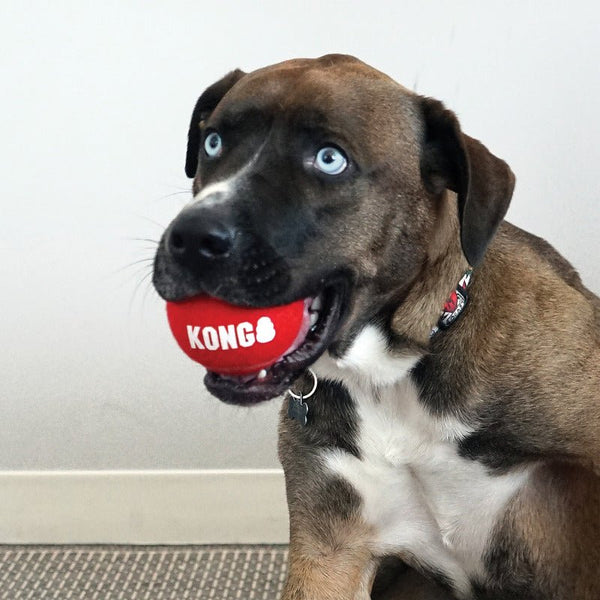 KONG Signature Sport Balls - Give Paws